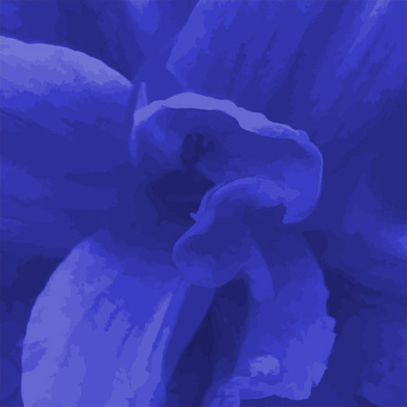 Lily 1